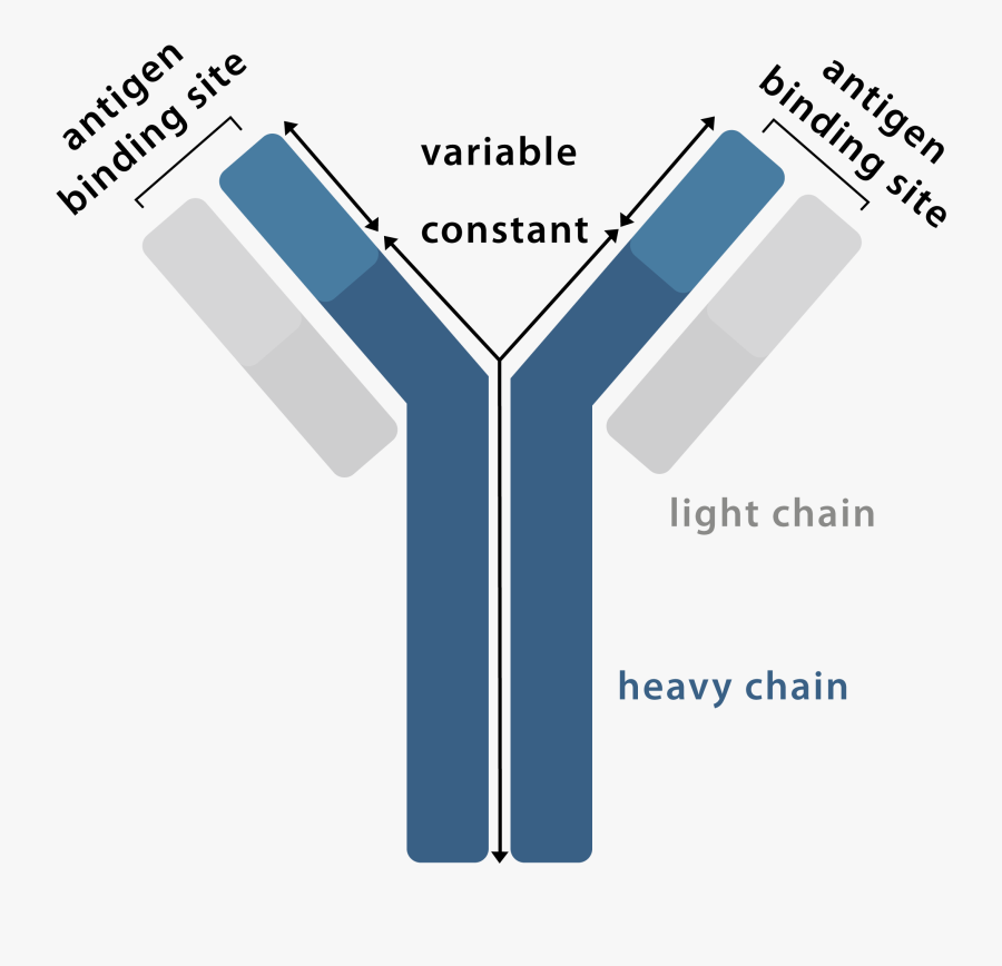 Antibody Graphic - Antibodies - Com - Parallel, Transparent Clipart