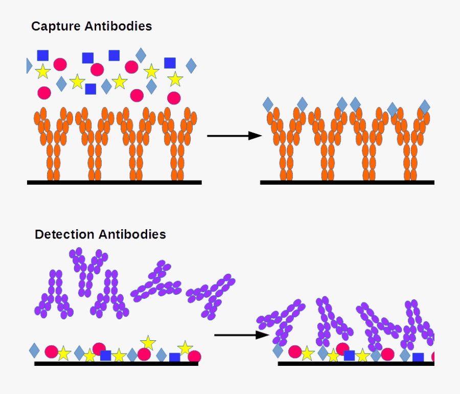 Immunoassay Antibodies, Transparent Clipart