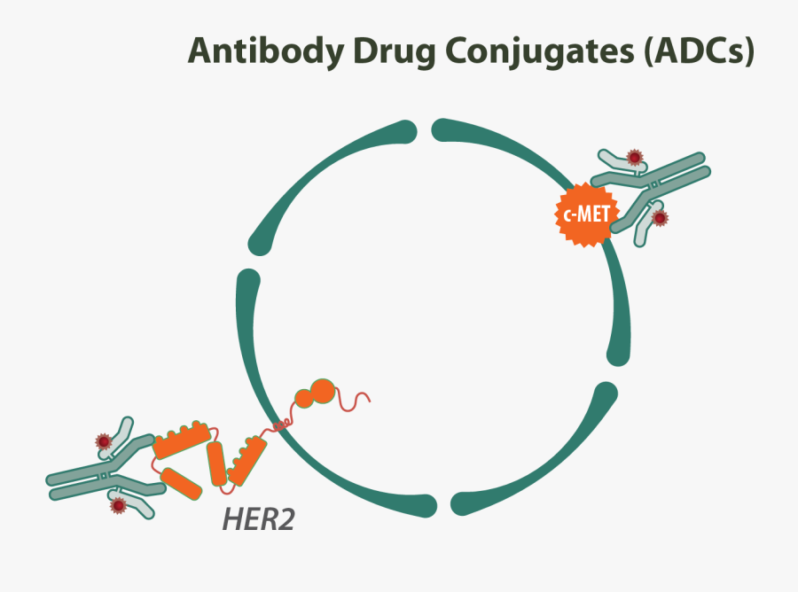 Antibody Drug Conjugates, Transparent Clipart