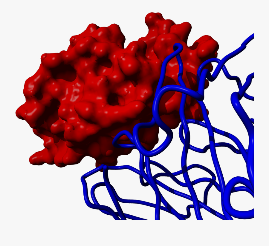 Anti-lysozyme Antibody Contacting Lysozyme - Illustration, Transparent Clipart