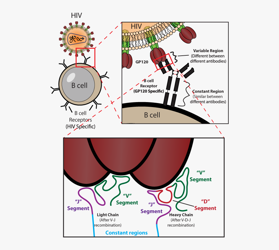 Transparent Antibodies Png, Transparent Clipart