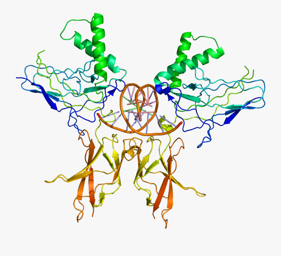 Structure Of The Nfkb2 Protein - Nf Kb Protein, Transparent Clipart