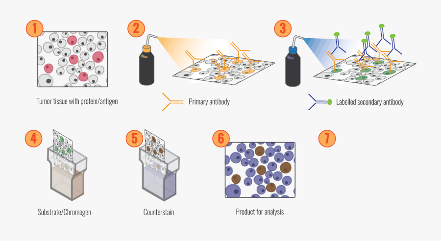 Germs Clipart Antibody - Immunohistochemistry Clipart, Transparent Clipart