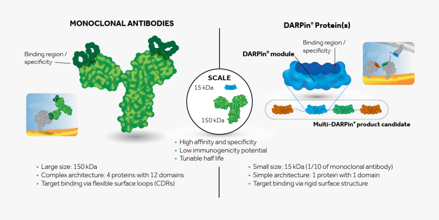 Antibody Binding To Target, Transparent Clipart