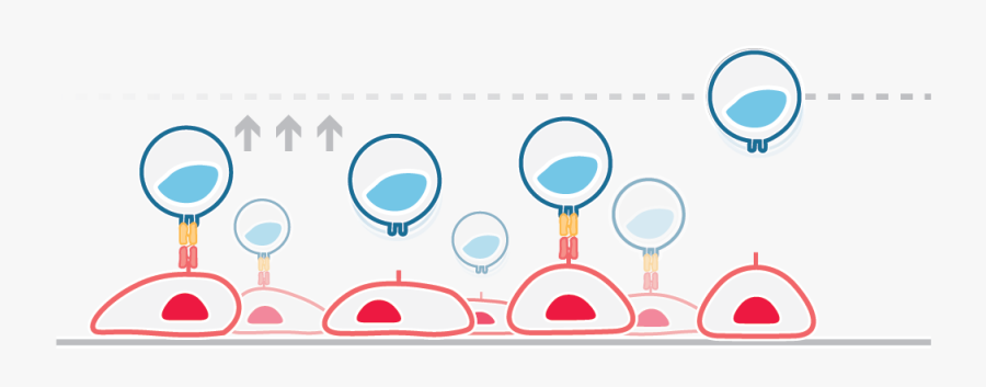 Antibody Clip Art, Transparent Clipart