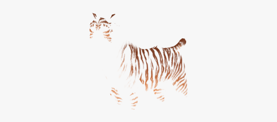 Zebra, Transparent Clipart