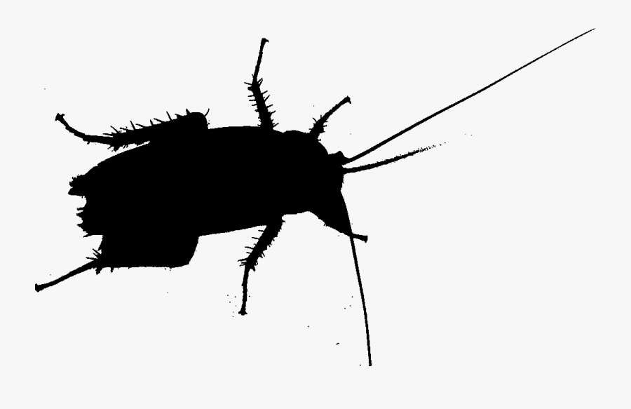 Cockroach Beetle Silhouette Membrane Insect - Beetle, Transparent Clipart