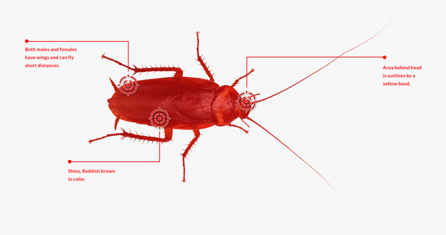 Red Cockroache - Leaf Beetle, Transparent Clipart