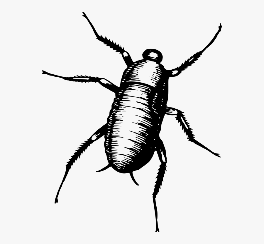 Blister Beetles,oriental Cockroach,darkling Beetles - Bug Gif Png, Transparent Clipart