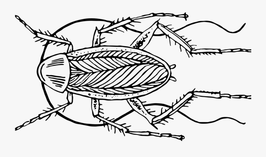 Drawing Insect Famous - Weevil, Transparent Clipart
