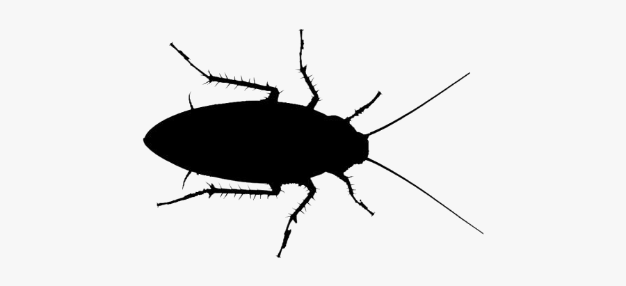 Cockroach Insect Png - Leaf Beetle, Transparent Clipart