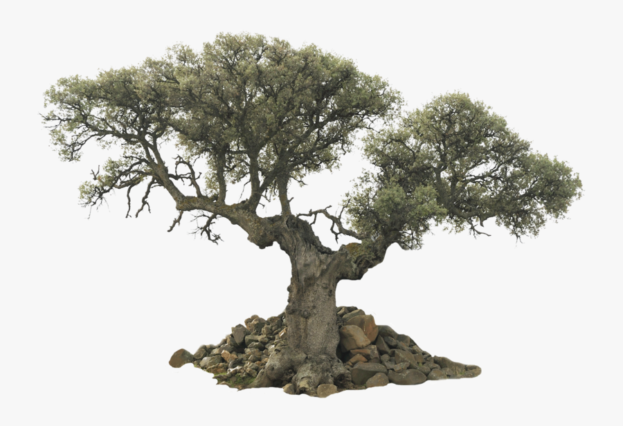 Tree Png - Old Olive Tree Png, Transparent Clipart