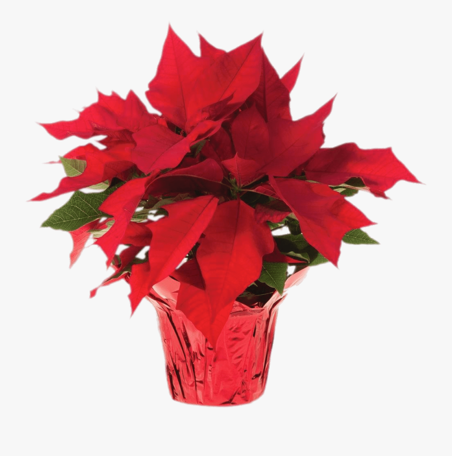 Transparent Background Poinsettia Png, Transparent Clipart