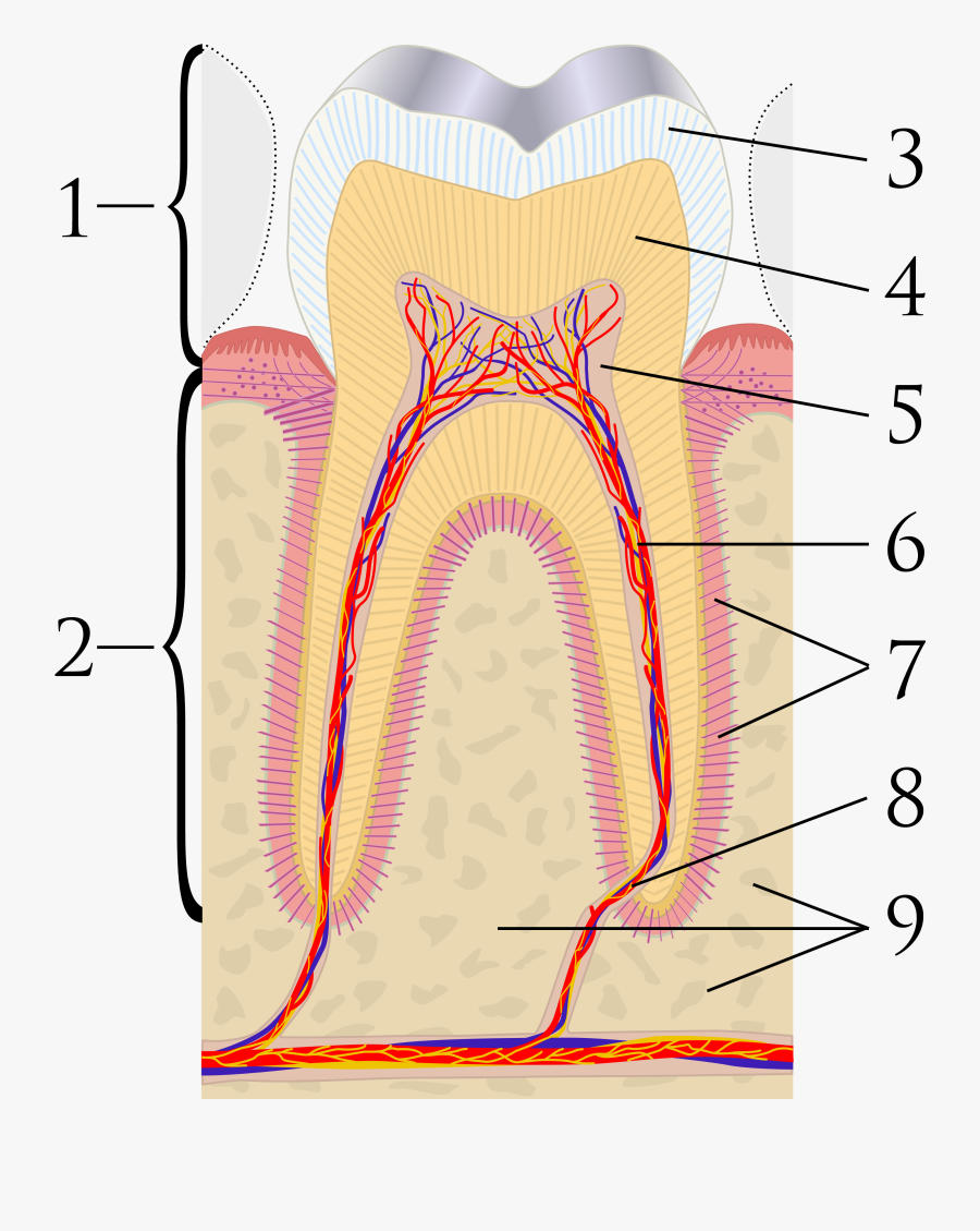 Clip Art Diagram Of A Tooth - Structure Of Teeth Without Label, Transparent Clipart