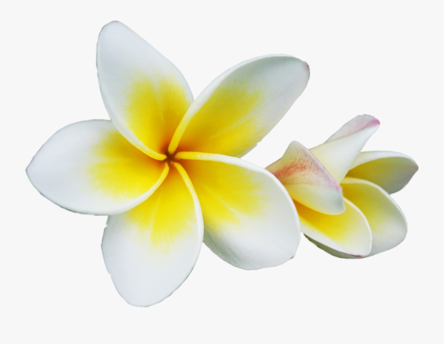 Champak Plumeria Rubra Flower - Frangipani Png, Transparent Clipart