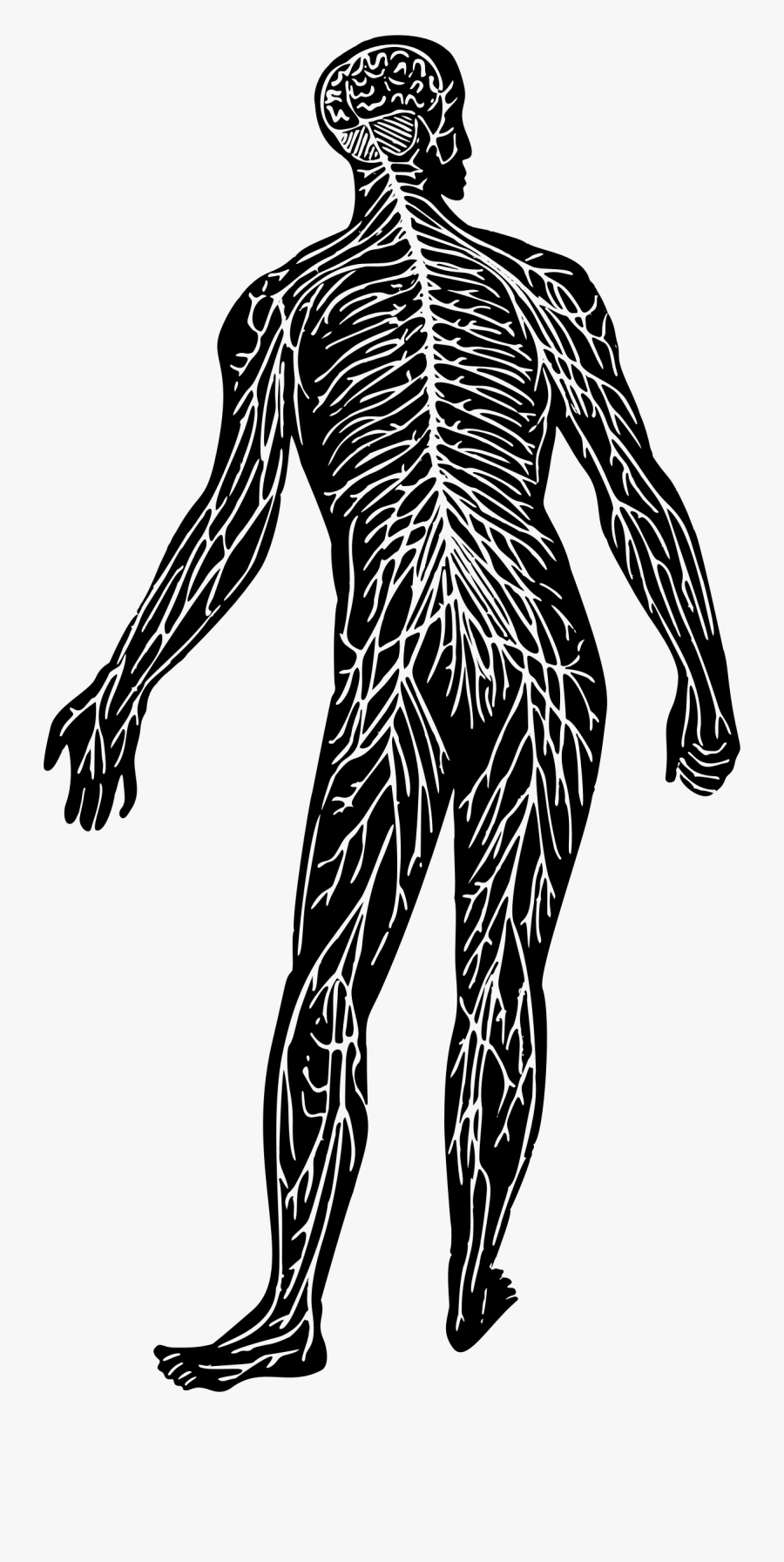 Human Big Image Png - Illustration, Transparent Clipart