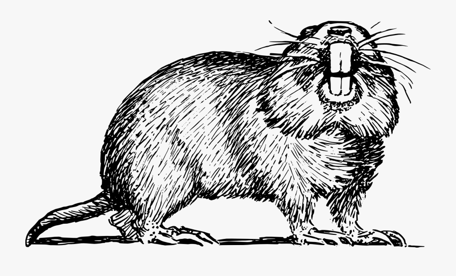 Hole Clipart Gopher - Gopher Black And White Clipart, Transparent Clipart