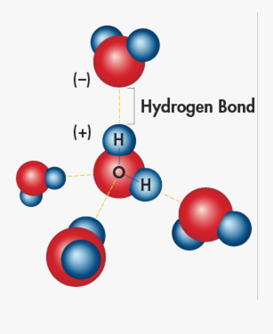 Transparent Water Molecule Png - Hydrogen Bond Water Properties, Transparent Clipart
