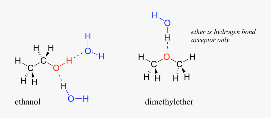 Transparent Water Molecule Clipart - Hydrogen Bond Between Water And Ethanol, Transparent Clipart