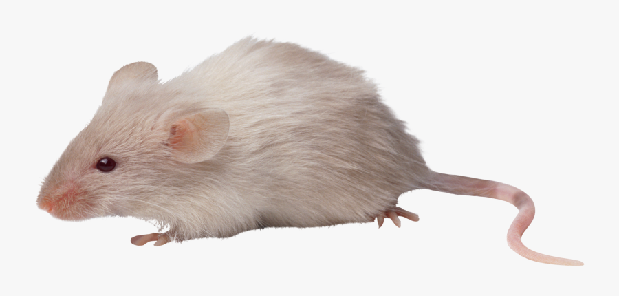 Clip Art Mouse Transparent Background - Mouse Transparent Background, Transparent Clipart
