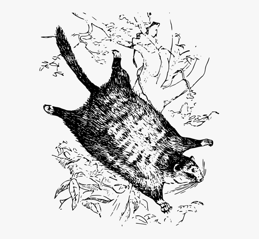 Line Art,art,fish - Graphic Flying Squirrel, Transparent Clipart