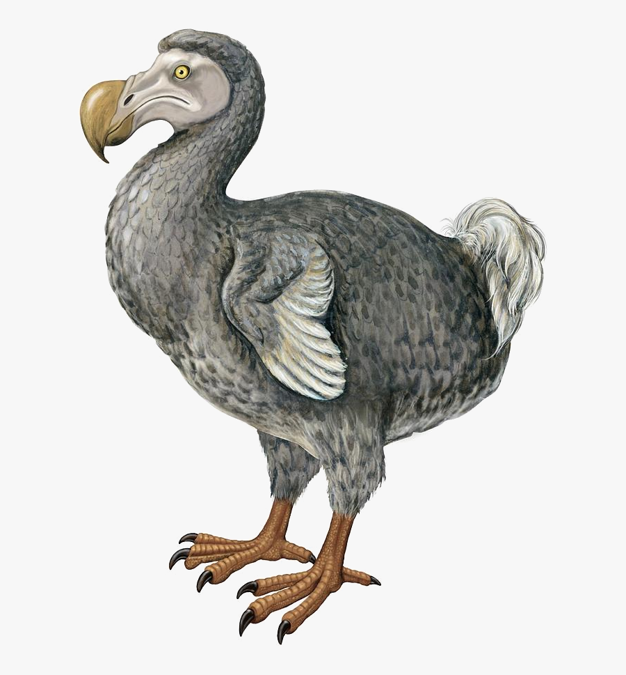 Png Dodo Transparent Dodo Images Dodo Drawing , Free Transparent Clipart ClipartKey