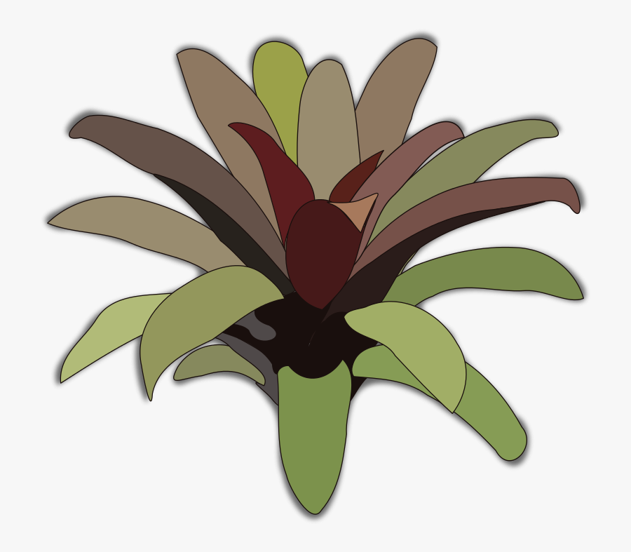 Bromelia-07 - Bromélia Png, Transparent Clipart