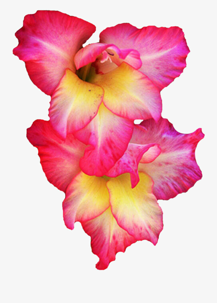 Gladiolus Png Pic - Gladiolus Pink And Yellow, Transparent Clipart