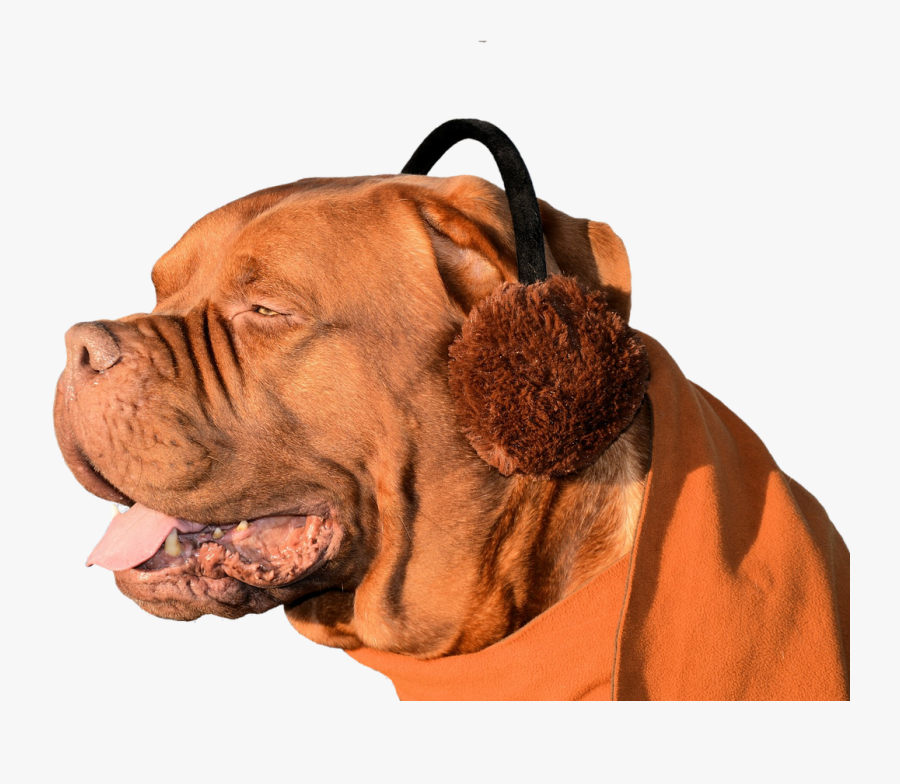 Dog Ear Muffs Fun Free Photo - Ear Mite N Dogs, Transparent Clipart