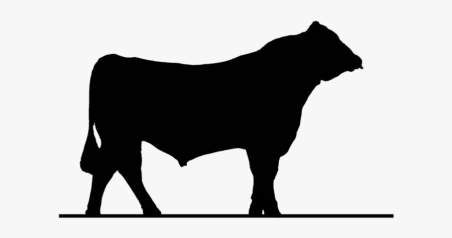 Select Sires Value Beef - Dairy Cow, Transparent Clipart