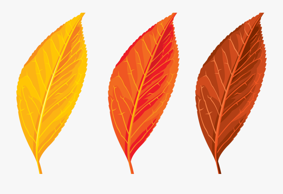 Autumn Flowers Clipart Free Download Best Autumn Flowers - Autumn Leaf Color Clipart, Transparent Clipart