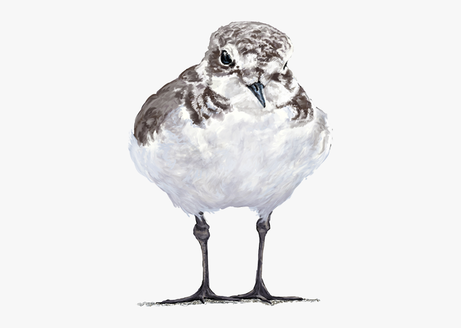 Drawing Photoshop Beach - Shorebird, Transparent Clipart