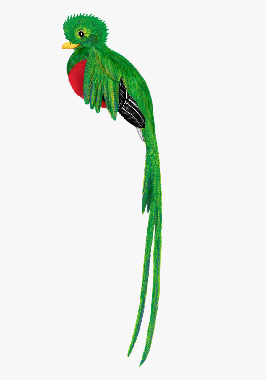 El Quetzal Para Dibujar, Transparent Clipart