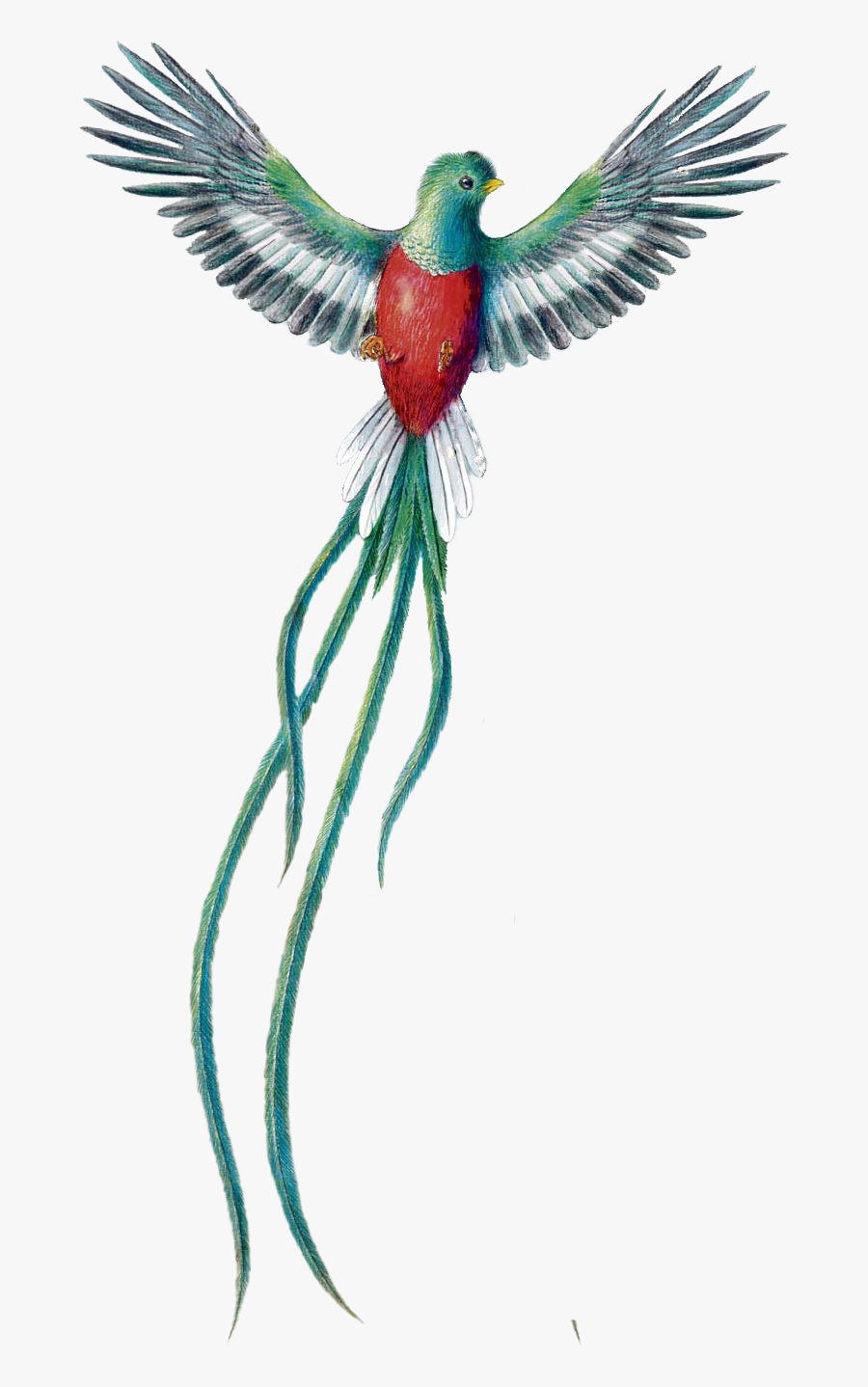 Clip Art National Bird Of Guatemala - Quetzal Drawing, Transparent Clipart