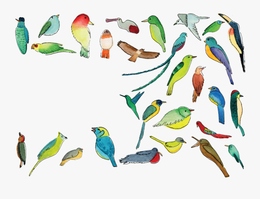 Transparent Quetzal Clipart - Piciformes, Transparent Clipart