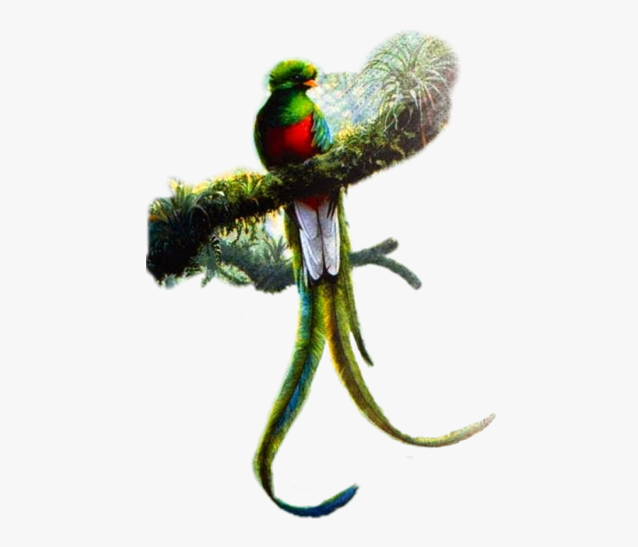 #quetzal - Quetzal Art, Transparent Clipart