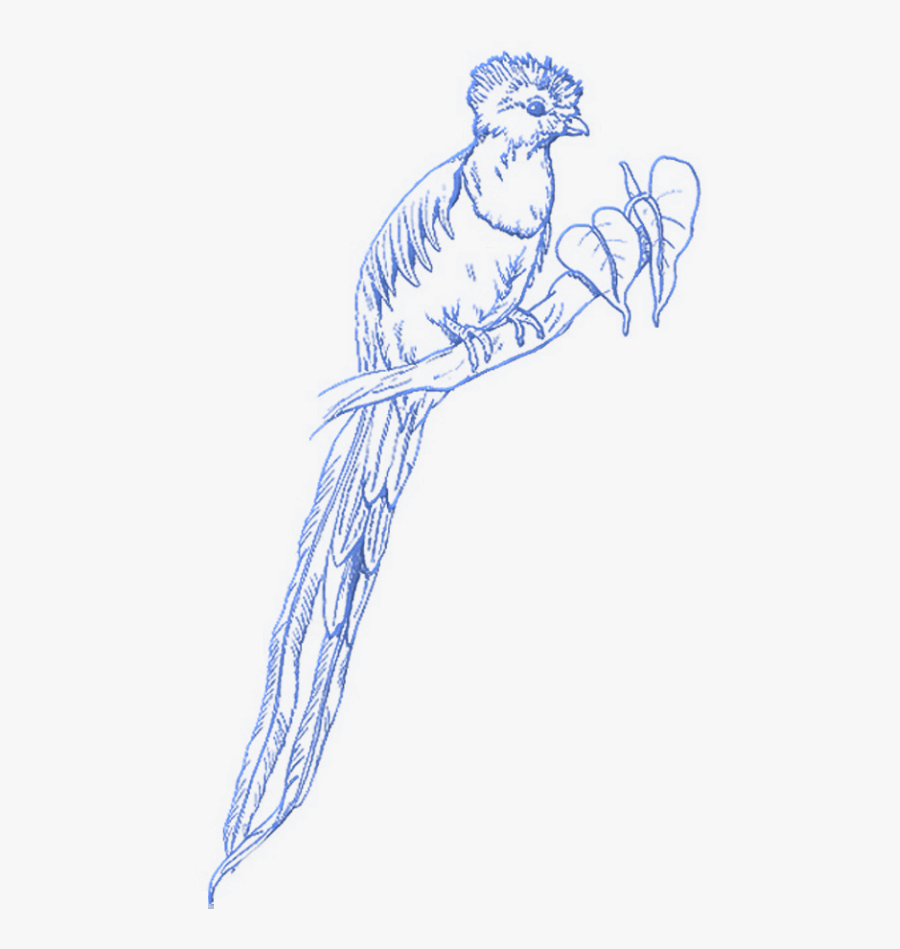 Quetzal Coloring Page, Transparent Clipart