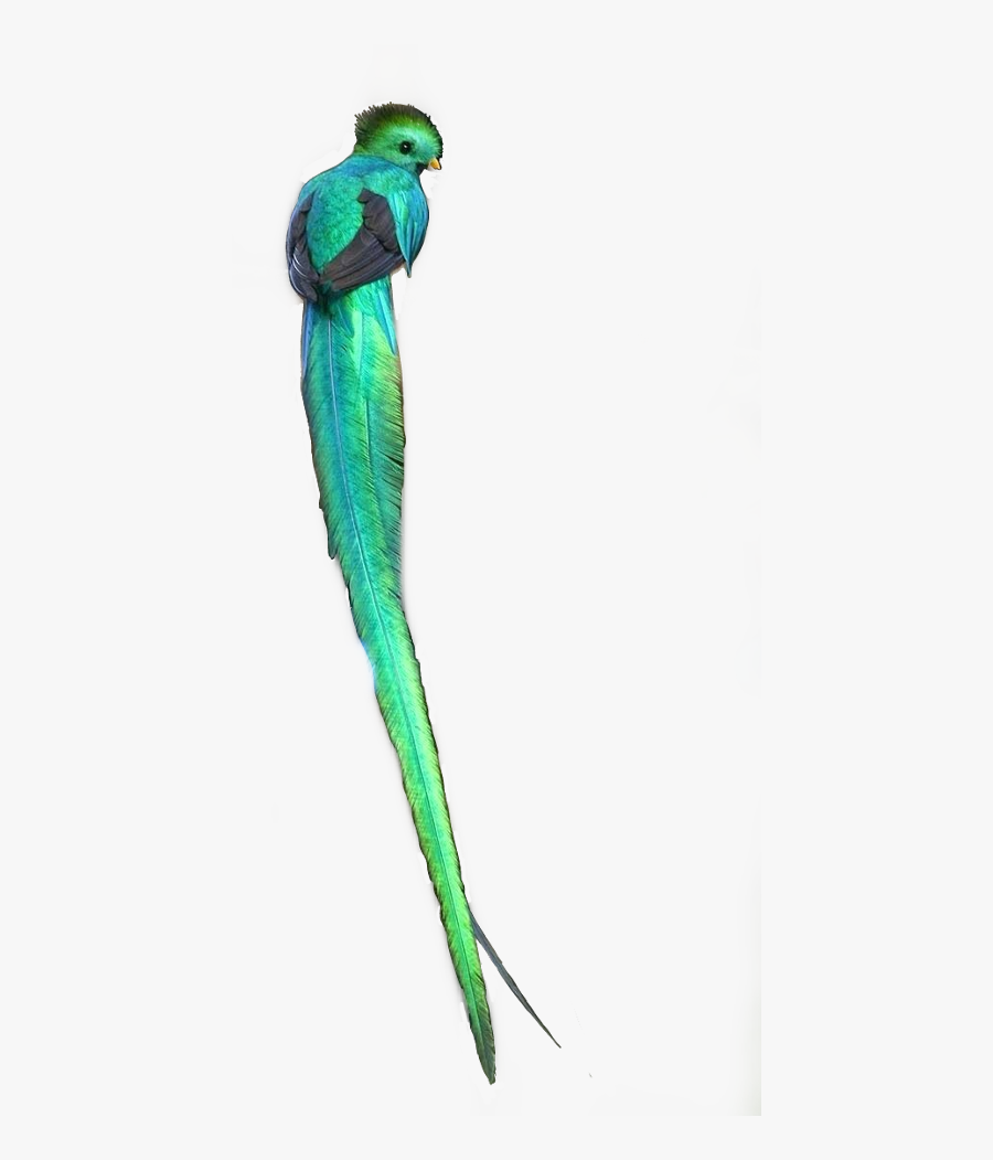 Quetzal Freetoedit - Macaw, Transparent Clipart