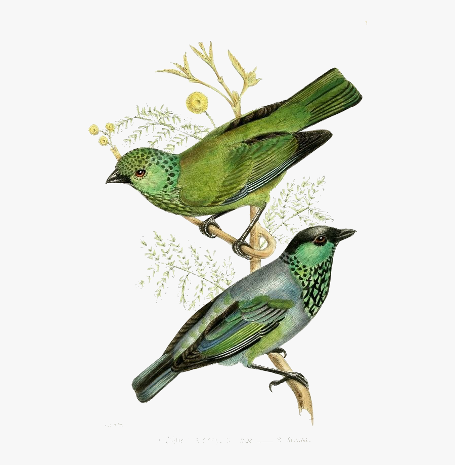 Of Couple Illustration Bird Printmaking Green Vintage - Vintage Bird Illustration Png, Transparent Clipart