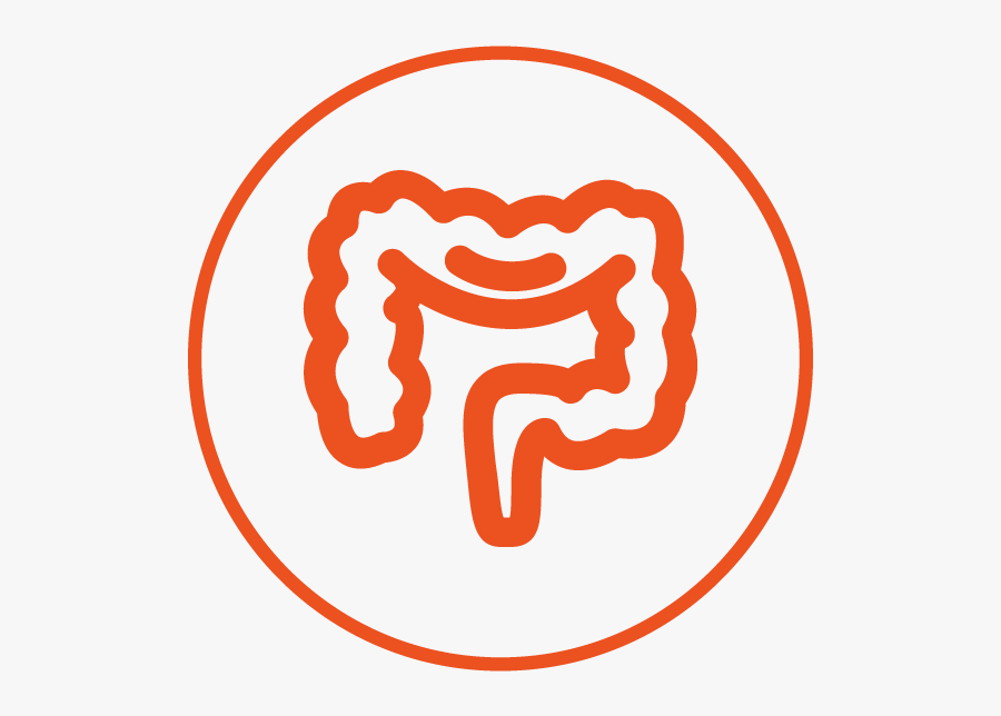 Signs Of Pregnancy, Transparent Clipart