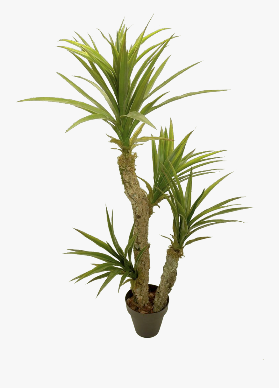 Yuca Houseplant - Yuca Planta Png, Transparent Clipart