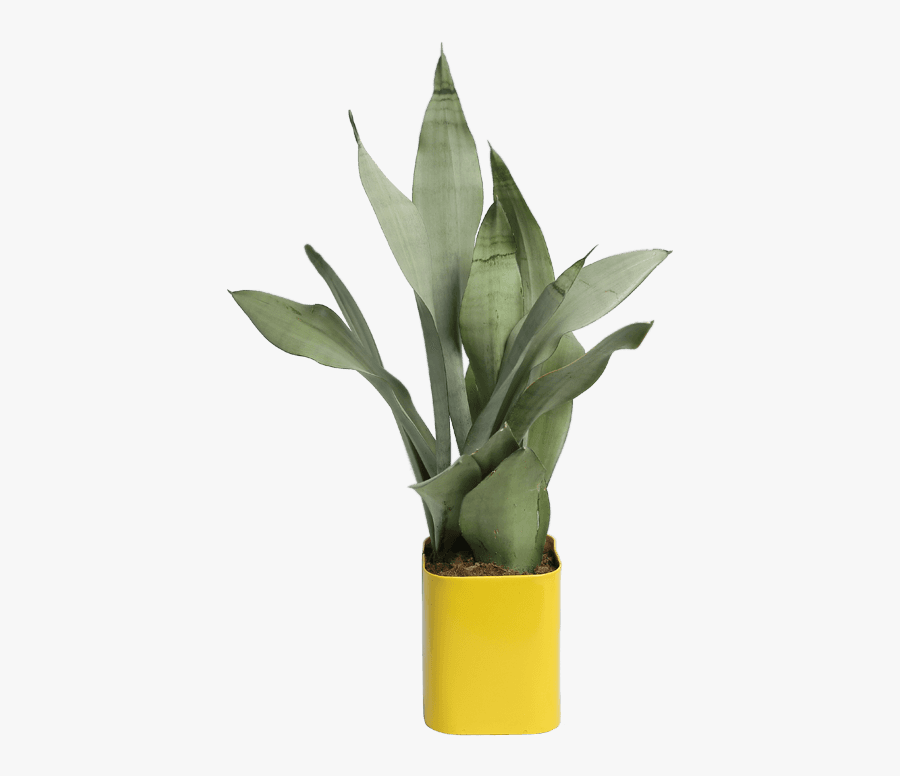 Gifts With Love - Agave, Transparent Clipart