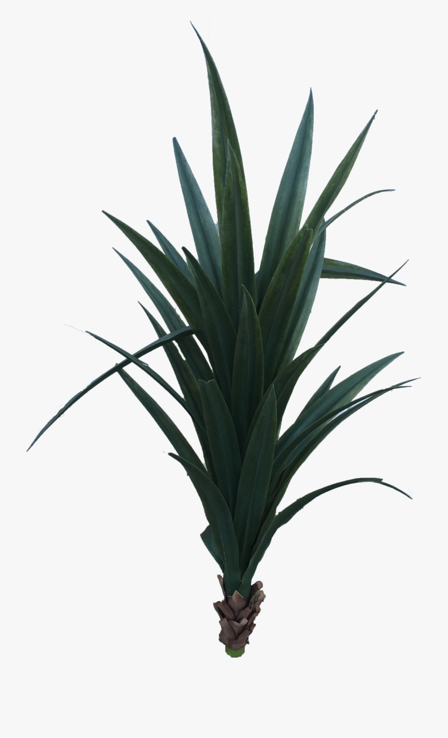 Transparent Yucca Plant Png - Yucca Schidigera Png, Transparent Clipart