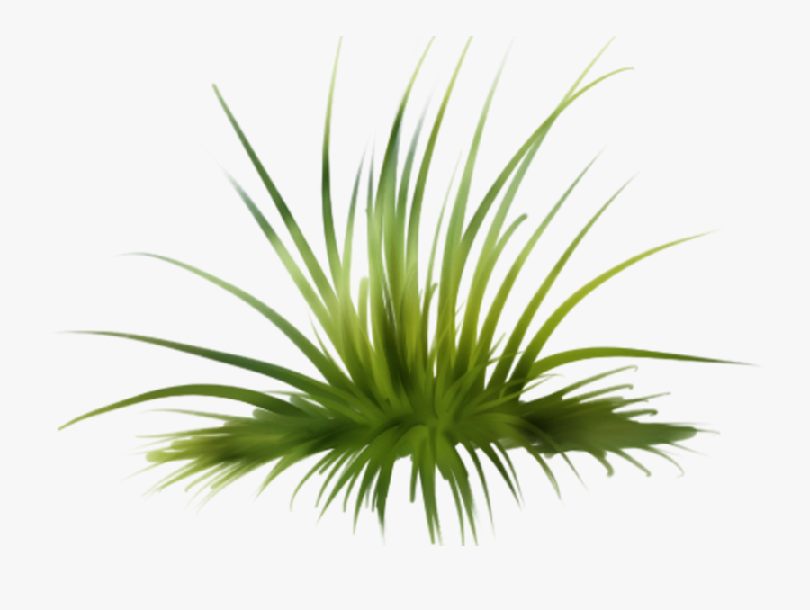 Yucca Clipart, Transparent Clipart