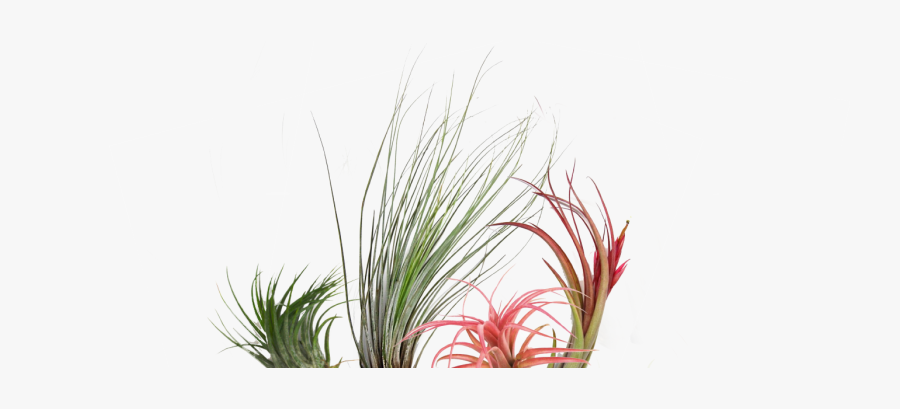 Terrarium Drawing Air Plant - Sweet Grass, Transparent Clipart