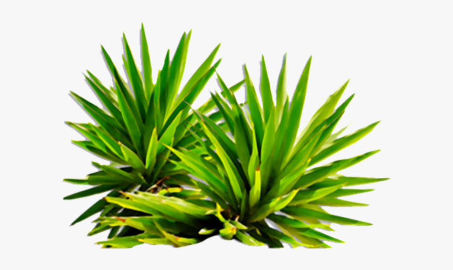 #plant #plants #leaf #leafs #leave #leavs #forest #green - Plant Png, Transparent Clipart
