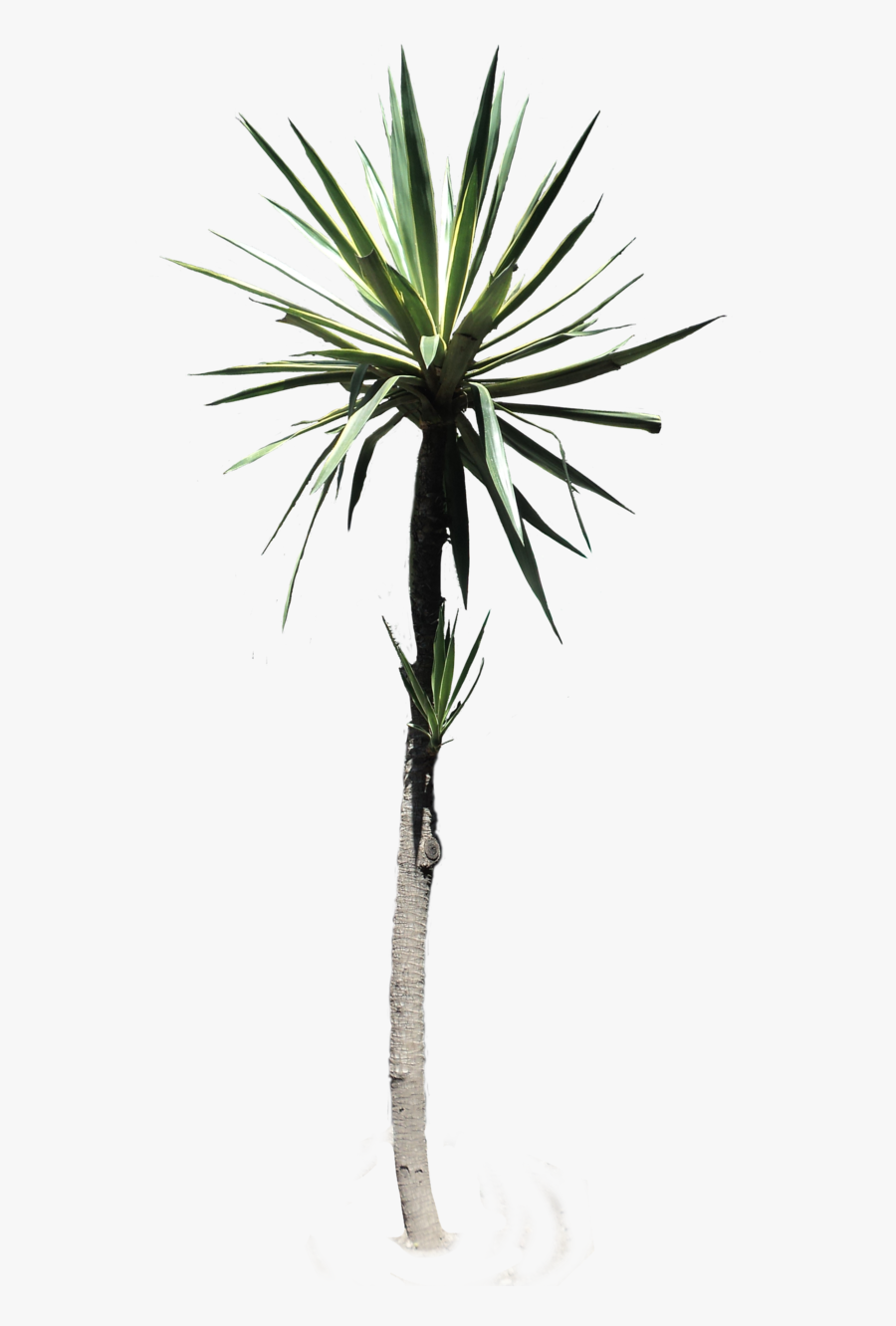 #palmtree #yucca #desertplant #tropical #plant #nature - Desert Plants Png, Transparent Clipart