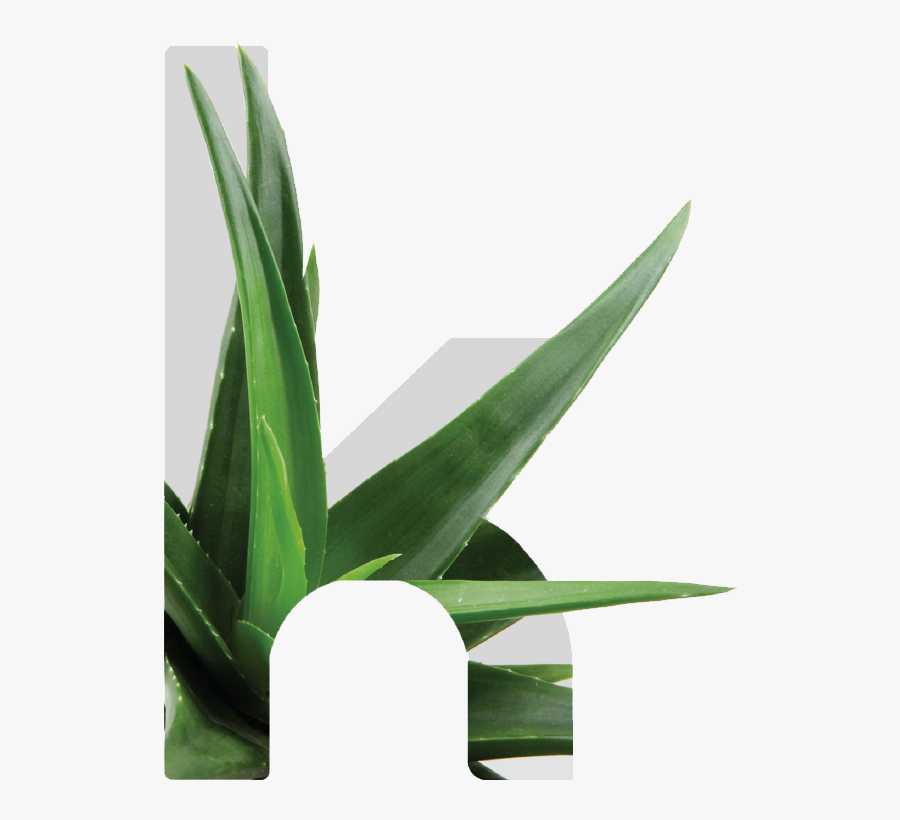 Kretaloe - Grass - Houseplant, Transparent Clipart