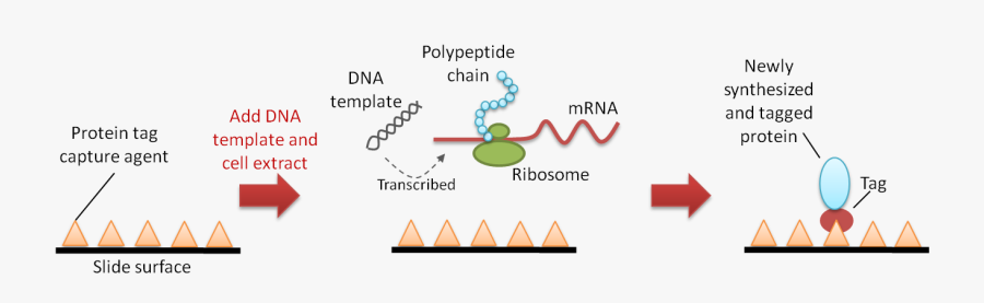 Figure 2 Pisa, Transparent Clipart