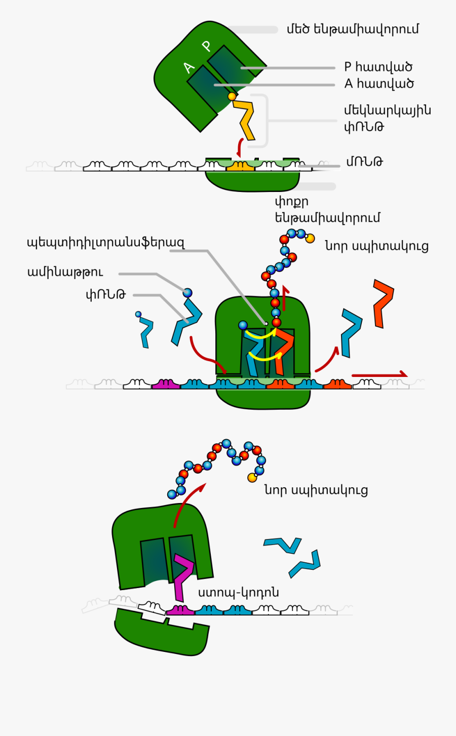 Clip Art File Trna Hy Svg - Anticodon Definition Biology, Transparent Clipart